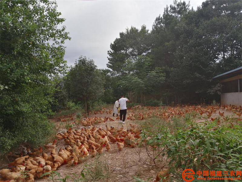 兰秀家庭农场河田鸡养殖基地.png