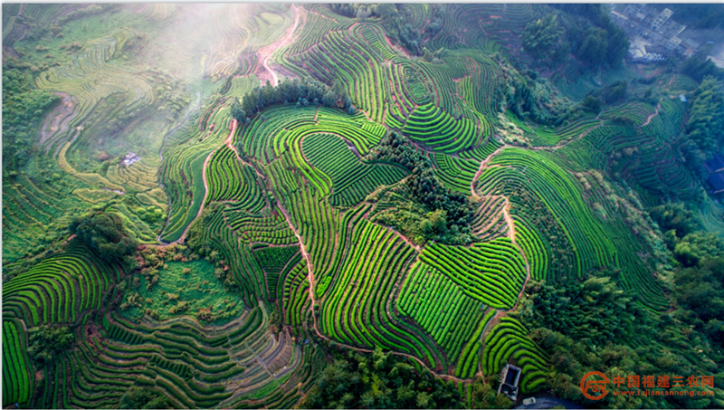首章村高山云雾茶园风景 (6).png