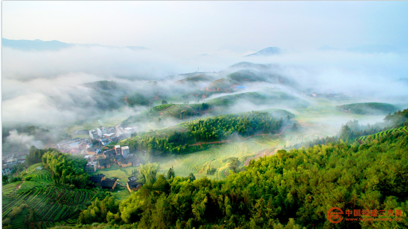 首章村高山云雾茶园风景 (5).png