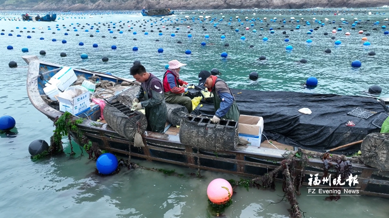 罗源海上春耕忙
